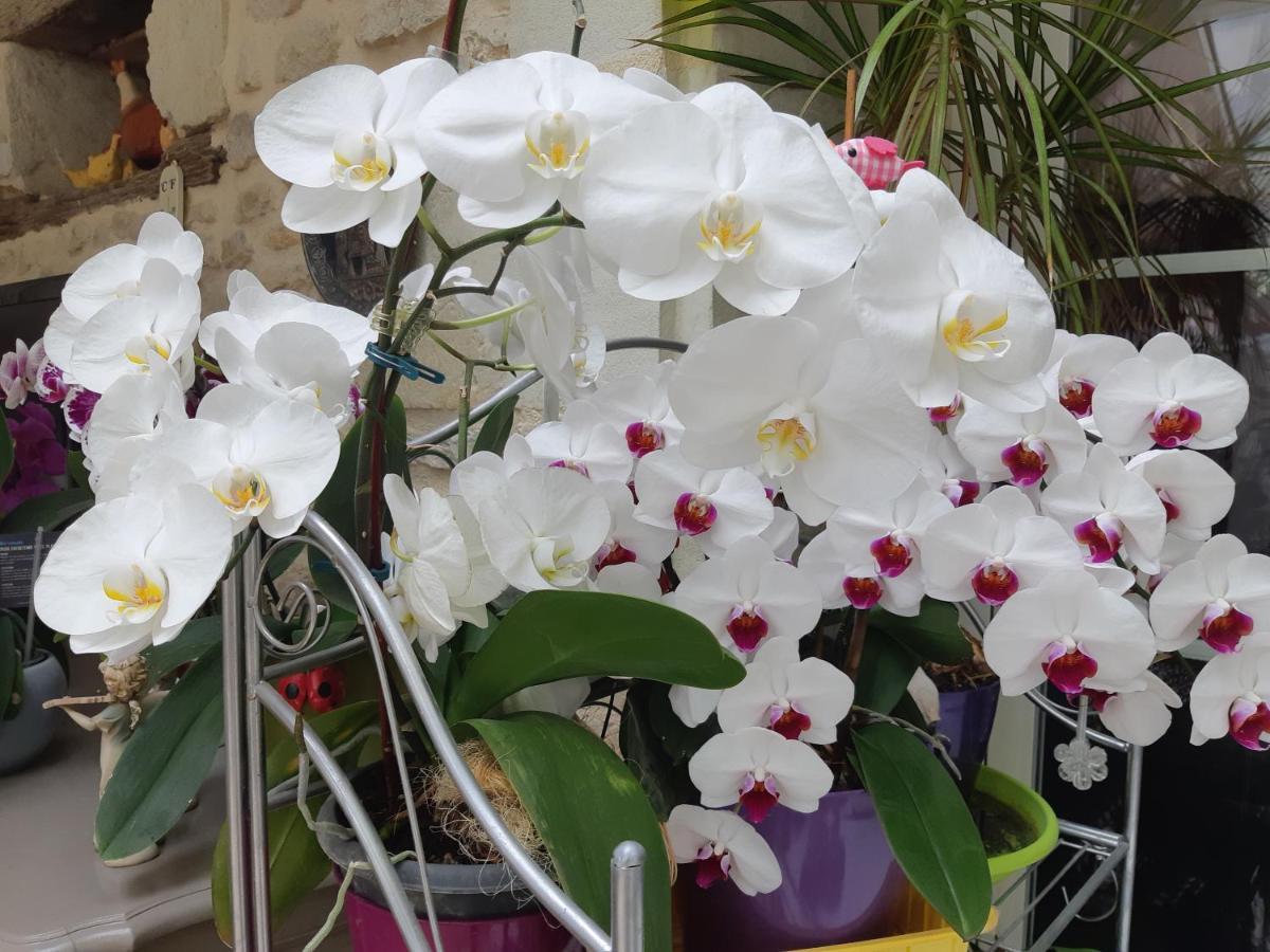 Les Orchidees Chambre Hotes Futuroscope Chasseneuil Poitiers Jaunay-Clan Kültér fotó