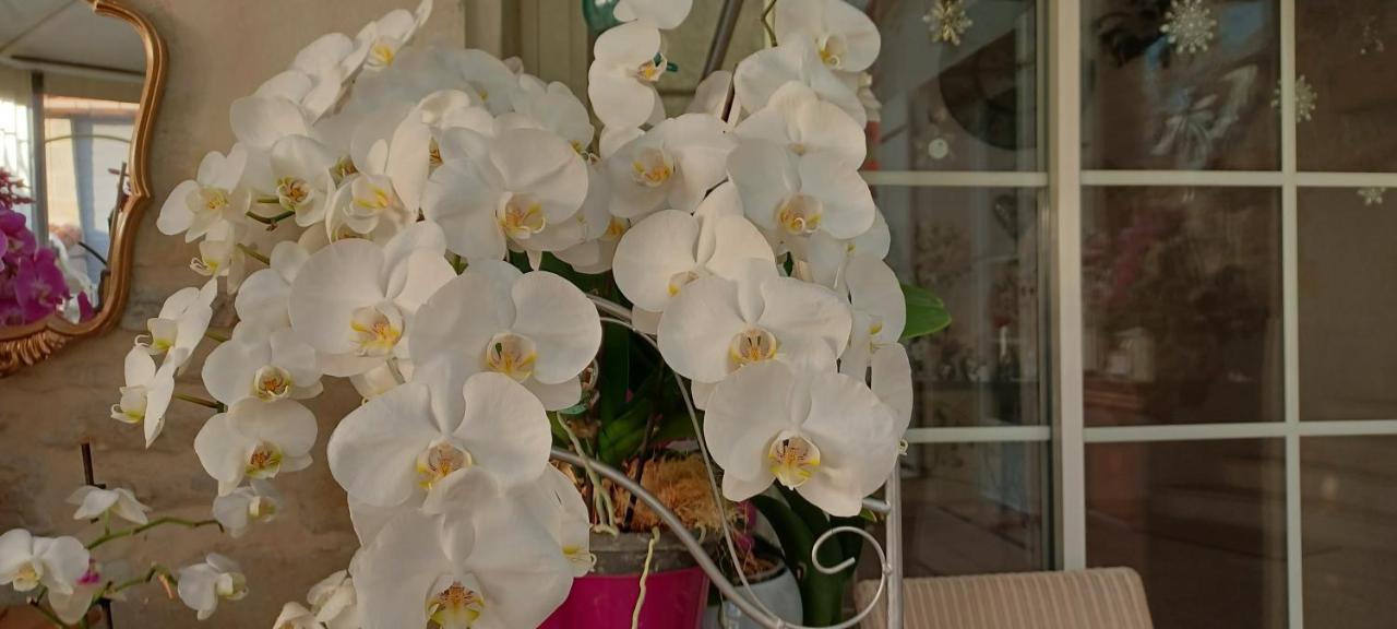 Les Orchidees Chambre Hotes Futuroscope Chasseneuil Poitiers Jaunay-Clan Kültér fotó