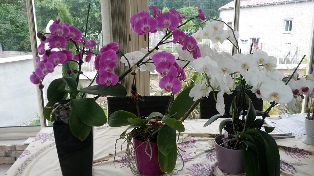 Les Orchidees Chambre Hotes Futuroscope Chasseneuil Poitiers Jaunay-Clan Kültér fotó